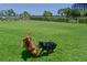 Dogs enjoying the community dog park at 1020 Tidewater Shores Loop # 108, Bradenton, FL 34208