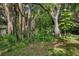 Lush green yard with large trees and tropical plants at 3301 Bay Shore Rd, Sarasota, FL 34234