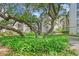 Peaceful courtyard with lush greenery and mature oak trees at 6157 Midnight Pass Rd # G11, Sarasota, FL 34242