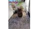 Small patio with potted plants and gravel at 3500 El Conquistador Pkwy # 307, Bradenton, FL 34210