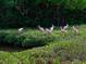 Group of roseate spoonbills in a mangrove habitat at 4731 Independence Dr # 4731, Bradenton, FL 34210