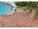 Landscaped backyard with a large tree and woodchip groundcover at 6401 36Th W Ave, Bradenton, FL 34209