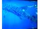 An underwater image of a whale shark swimming in the ocean at 2244 Palm Ter, Sarasota, FL 34231