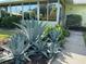 Landscaped front yard featuring agave plants and a paved walkway at 6812 11Th W Ave # 6812, Bradenton, FL 34209