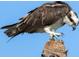 A close-up of an osprey perched on a post at 236 Hidden Bay Dr # 301, Osprey, FL 34229