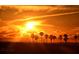 Stunning sunset over a silhouetted palm tree-lined waterfront at 235 Cocoanut Ave # 113C, Sarasota, FL 34236