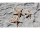 Three starfish on a sandy beach at 5941 Gulf Of Mexico Dr, Longboat Key, FL 34228