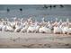 Large group of pelicans gathered on the sandy shore at 1570 Pleasant Rd # J-26, Bradenton, FL 34207