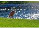 Roseate Spoonbill standing in grass by the water at 4813 Independence Dr, Bradenton, FL 34210