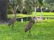 Two sandhill cranes by Serenity Fountain community entrance at 3711 Pinecone Ct # 168, Sarasota, FL 34238