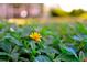Single yellow flower in a field of green at 315 30Th W Ave # B311, Bradenton, FL 34205