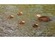 Ducks swim in the lake showing mother with ducklings at 315 30Th W Ave # B311, Bradenton, FL 34205