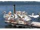 White pelicans perched on a dock at 4767 Independence Dr # 4767, Bradenton, FL 34210