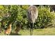 Gathering of sandhill cranes in a lush green backyard setting at 5616 107Th E Ter, Parrish, FL 34219