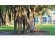 Large banyan tree with hanging vines at 711 S Palm Ave # 203, Sarasota, FL 34236