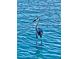 Great Blue Heron wading in the shallow water at 2141 Clematis St, Sarasota, FL 34239