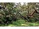 Canopy road of lush green oak trees at 32206 Grand National Drive, Myakka City, FL 34251