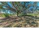 Spacious backyard with a large oak tree providing shade at 21709 Deer Pointe Xing, Bradenton, FL 34202