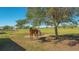 Two horses grazing in a green pasture beneath a large tree at 25205 67Th E Ave, Myakka City, FL 34251