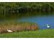 Two white ibises by the water's edge of a serene pond at 1109 Scherer Way, Osprey, FL 34229