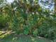 Tropical foliage and trees in backyard at 153 Soliera St, Nokomis, FL 34275