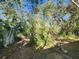 Large backyard with mature trees and landscaping potential at 3181 Irving St, Sarasota, FL 34237