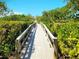 Boardwalk surrounded by trees leading to the beach at 1720 Starling Dr # 103, Sarasota, FL 34231