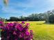 Spacious backyard with lush green grass and vibrant purple bougainvillea at 3522 Little Country Rd, Parrish, FL 34219