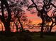 Lush backyard oasis with palm trees and vibrant sunset views at 3348 Old Oak Dr, Sarasota, FL 34239
