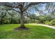 Large oak tree with Spanish moss in a grassy front yard at 3348 Old Oak Dr, Sarasota, FL 34239