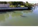 Manatee in the waterway near the property at 1709 N Tamiami Trl # 212, Sarasota, FL 34234