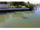 Manatee swimming in the canal at 1709 N Tamiami Trl # 214, Sarasota, FL 34234