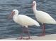 Two white Ibis birds near the waterfront condo community at 9393 Midnight Pass Rd # 201, Sarasota, FL 34242