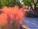 Beautiful pink beach grass landscaping along the pathway at 9393 Midnight Pass Rd # 201, Sarasota, FL 34242