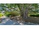 Relaxing garden with a massive banyan tree and a shaded bench at 4960 Gulf Of Mexico Dr # 206, Longboat Key, FL 34228