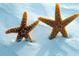 Close-up of two starfish on a sandy beach, highlighting coastal charm at 2724 Ashton Rd, Sarasota, FL 34231