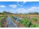 Lush garden with rows of cabbage and kale at 14900 Coker Gully Rd, Myakka City, FL 34251