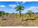 Lush papaya trees with ripe fruit, part of a larger orchard at 14900 Coker Gully Rd, Myakka City, FL 34251