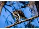 Close-up of an osprey eating a fish on a branch at 9514 Colonial Dr, Bradenton, FL 34210