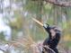 Close up of a beautiful Anhinga bird perched in a tree at 9514 Colonial Dr, Bradenton, FL 34210