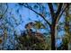 Osprey Gathering in nest; natural wildlife surrounding this amazing community at 9514 Colonial Dr, Bradenton, FL 34210