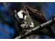 Close-up of osprey perched on branch, eating its fresh catch at 9514 Colonial Dr, Bradenton, FL 34210