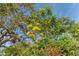 Tall flowering plant among lush foliage at 988 Blvd Of The Arts # 1016, Sarasota, FL 34236