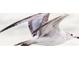 A white bird in flight at 6308 Lilac Pl, Sarasota, FL 34231