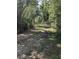 Scenic dirt road driveway cutting through a dense green forest at 39200 Cook Brown Rd, Punta Gorda, FL 33982
