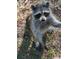 Close-up of a curious raccoon outdoors on a sunny day at 39200 Cook Brown Rd, Punta Gorda, FL 33982