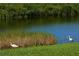 Scenic pond view with lush green grass, aquatic vegetation and wading birds at 790 Shadow Bay Way, Osprey, FL 34229