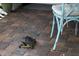 Turtle relaxing on the brick patio next to light blue chair at 395 W Rossetti Dr, Nokomis, FL 34275