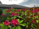Landscaped backyard featuring vibrant pink flowers against a wooden fence and the home's exterior at 2299 Riverwood Ct, Sarasota, FL 34231