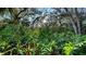 Lush backyard with tropical trees and dense green foliage creating a private outdoor space at 3178 Dick Wilson Dr, Sarasota, FL 34240